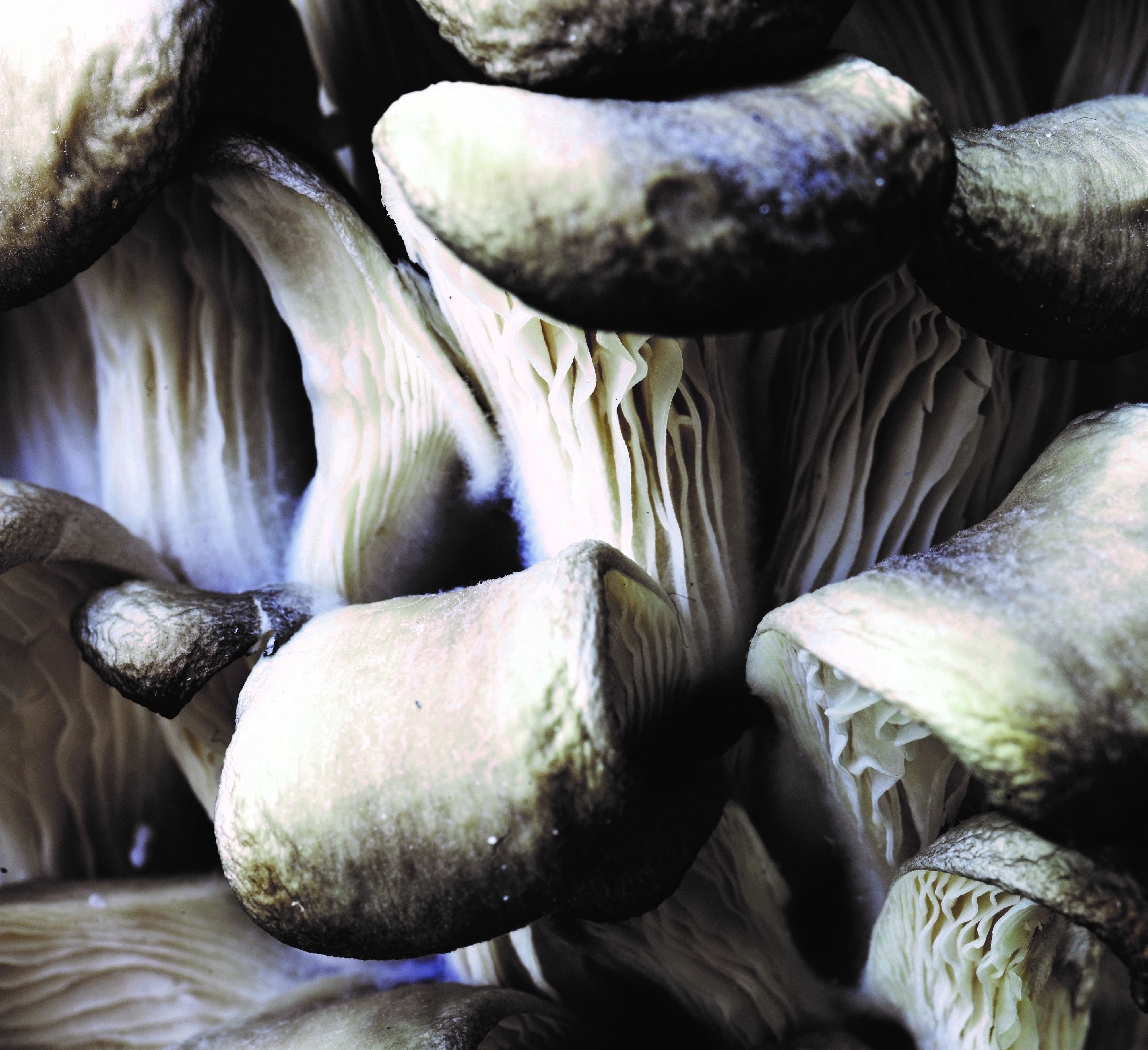 Opskrift på sprøde brød med østershatte